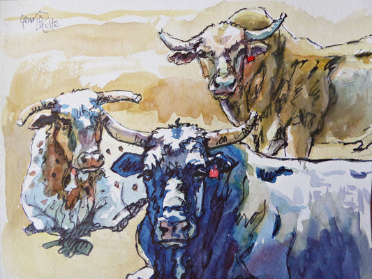 Basking Bucking Bulls